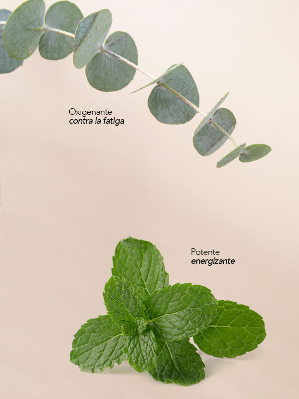 Menta Eucalipto Jabón